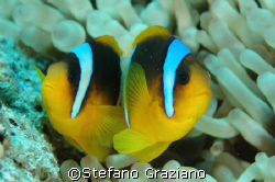  Scientific name:Amphiprion clarkii.  Spot: Isole Visayas  by Stefano Graziano 